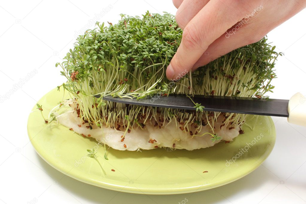 Hand with knife cuts fresh green cress