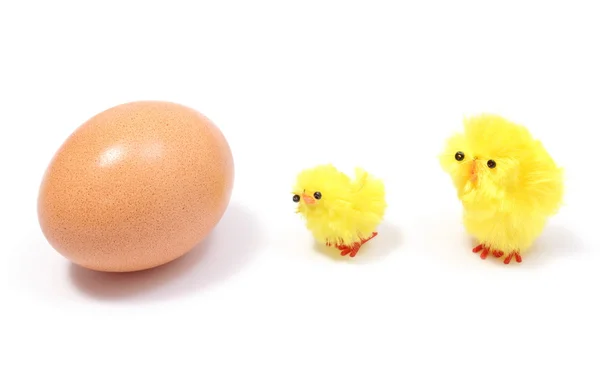 Pollos de Pascua con huevo fresco sobre fondo blanco — Foto de Stock