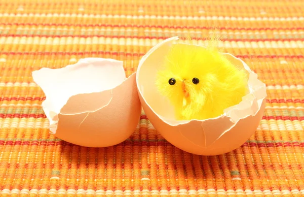 Easter chicken with broken eggshell, chicken or the egg — Stock Photo, Image