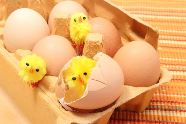 Pollo de Pascua en cáscara de huevo rota con huevos frescos — Foto de Stock