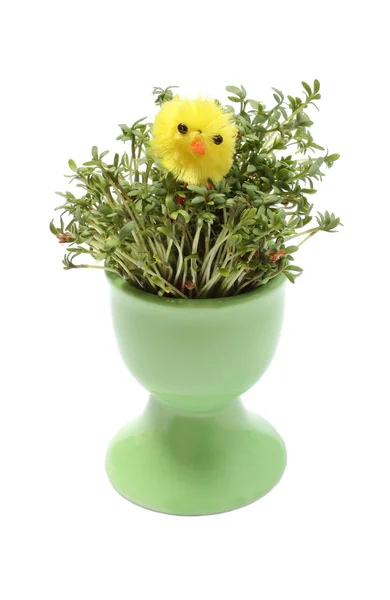 Yellow Easter chicken on green watercress in green cup — Stock Photo, Image