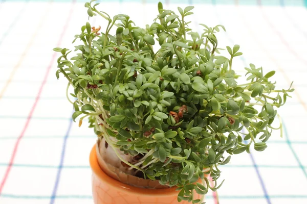 Fresh green cuckooflower in orange cup — Stock Photo, Image