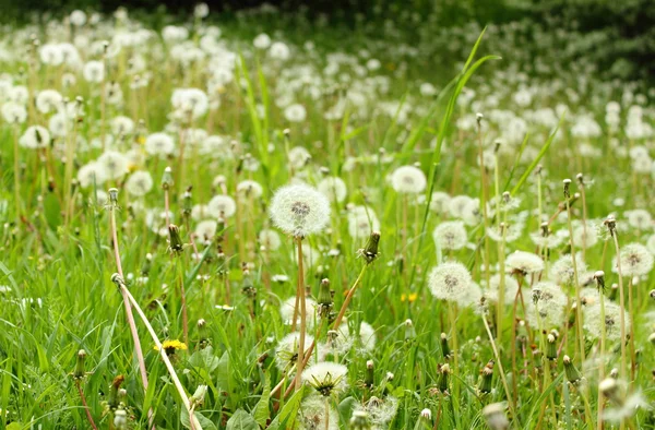 Champ de pissenlits pelucheux blancs — Photo