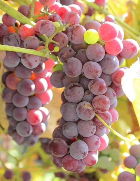 Ramo de uvas maduras púrpuras —  Fotos de Stock