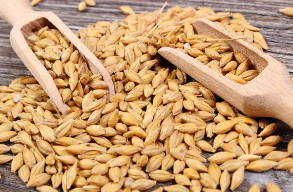 Grano de cebada con cuchara sobre fondo de madera — Foto de Stock