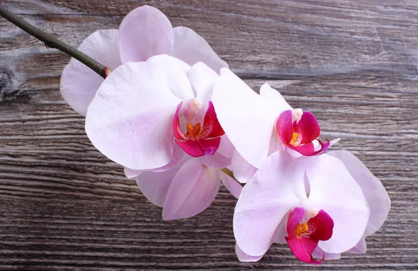 Orquídeas florescentes em fundo de madeira — Fotografia de Stock