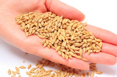 Arpa buğday kadının elinde. Beyaz arka plan