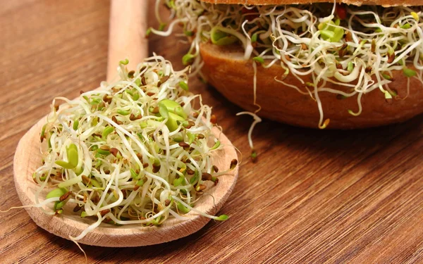 Brotes de alfalfa y rábano en cuchara y panecillo integral —  Fotos de Stock