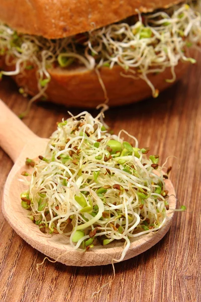 Brotes de alfalfa y rábano en cuchara y panecillo integral —  Fotos de Stock