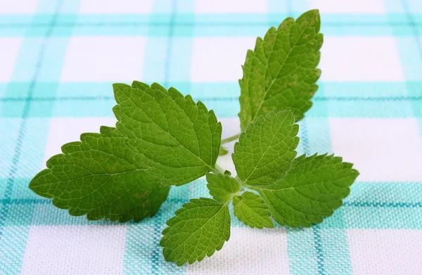 Bálsamo de limón fresco y saludable en mantel a cuadros, herbalismo —  Fotos de Stock