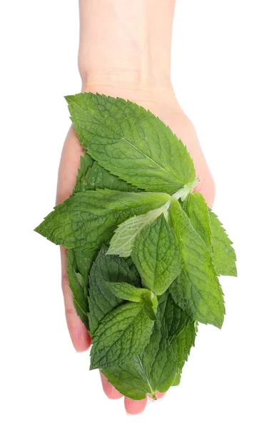 Zweig frischer grüner Minze in der Hand — Stockfoto
