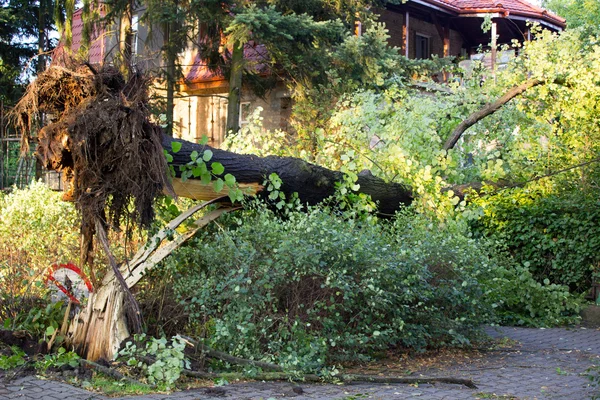 Uprooted tree after storm — Stock Photo, Image