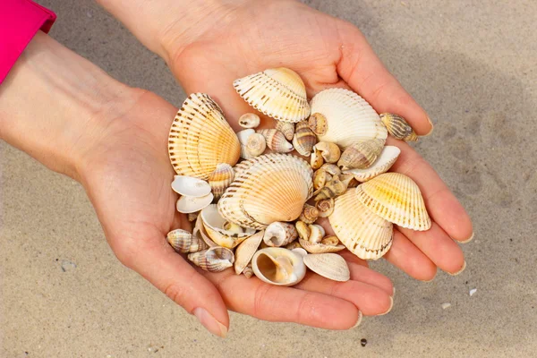 Conchas de mar en la mano de la mujer en la playa — Foto de Stock