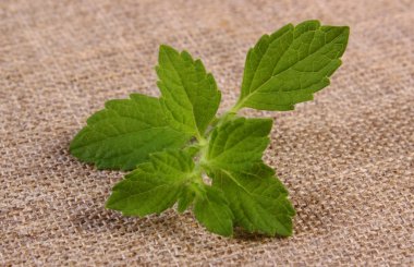 Taze sağlıklı melisa üzerine Jüt yağlıboya, herbalism