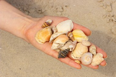 Deniz kabuğu Plajı'nda kadının elinde