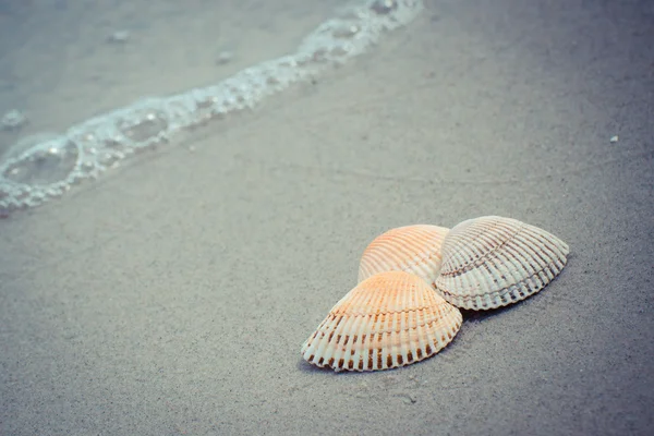 Vintage foto, conchas de mar en la playa junto al mar — Foto de Stock