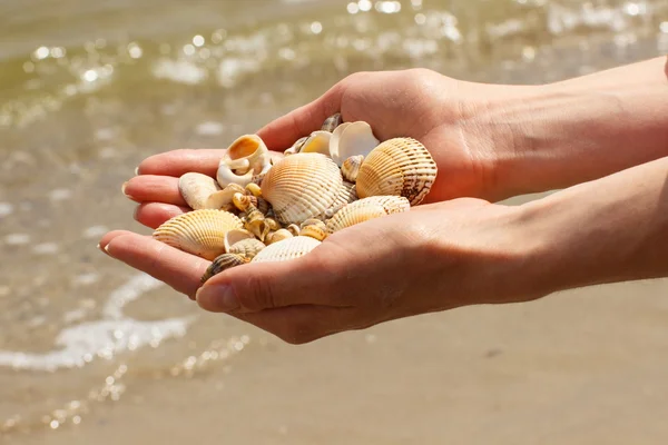 Conchas de mar en la mano de la mujer en la playa — Foto de Stock