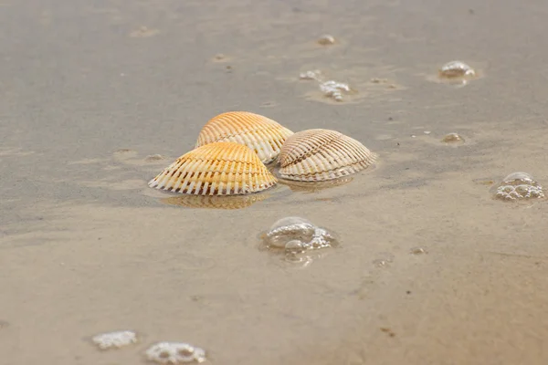 Conchas marinas en la playa junto al mar — Foto de Stock