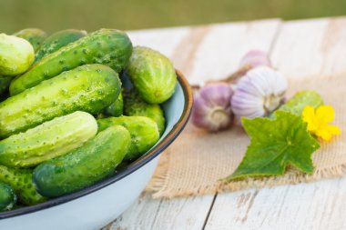 Metal kase ve sarımsak güneşli bahçe salatalık