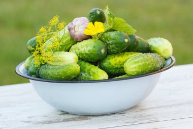 Cucumbers, garlic and dill in metal bowl in garden on sunny day