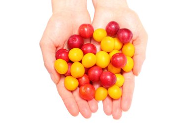 Kırmızı ve sarı mirabelle kadının elinde. Beyaz arka plan