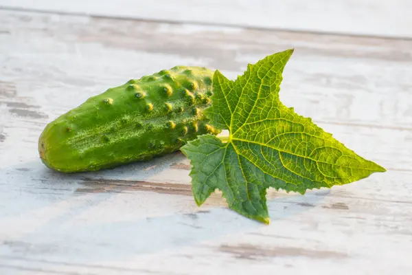 Gurka med blad på bord i trädgården på solig dag — Stockfoto