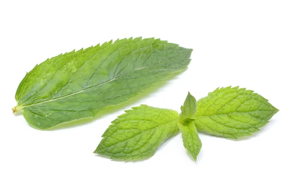 Fresh green mint on white background — Stock Photo, Image