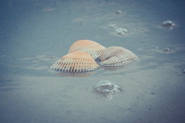 Vintage photo, Seashells at the beach by the sea
