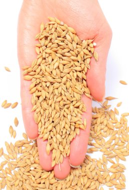 Arpa buğday kadının elinde. Beyaz arka plan
