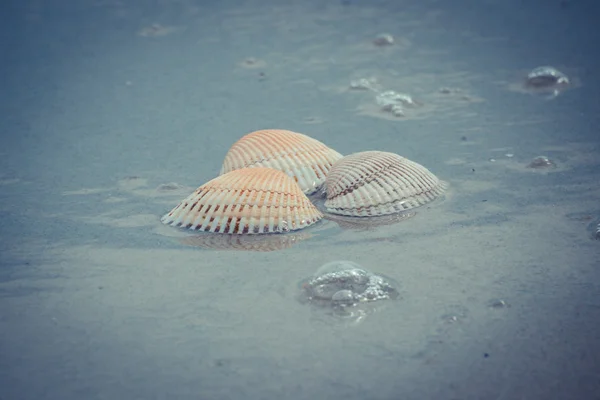 Vintage foto, conchas de mar en la playa junto al mar — Foto de Stock