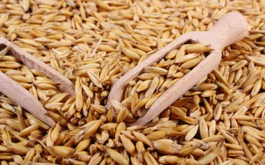 Organik yulaf taneleri tahta kaşıkla, sağlıklı beslenme