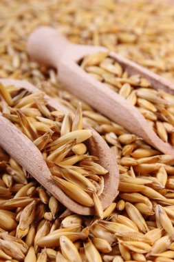 Organik yulaf taneleri tahta kaşıkla, sağlıklı beslenme