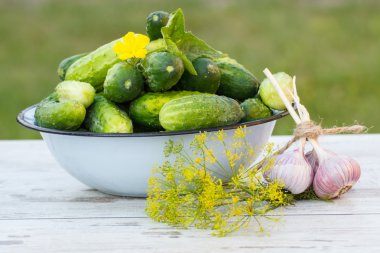 Güneşli Bahçe dereotu ile metal kase ve taze sarımsak salatalık