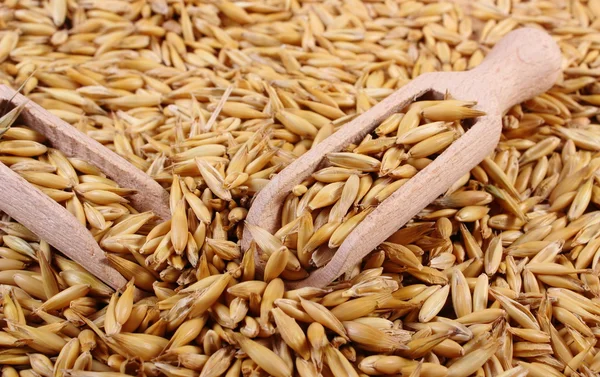 Organik yulaf taneleri tahta kaşıkla, sağlıklı beslenme