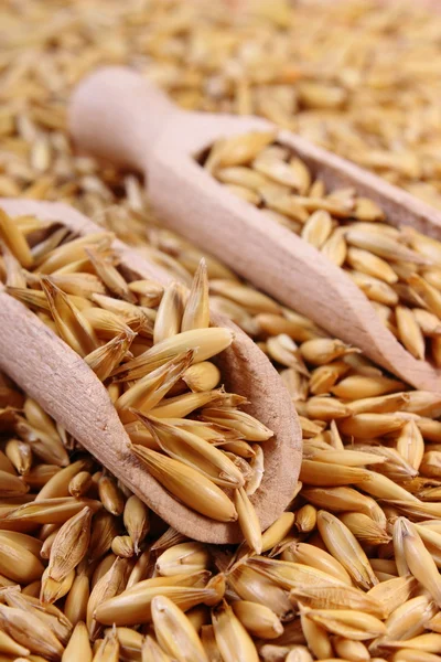 Organik yulaf taneleri tahta kaşıkla, sağlıklı beslenme