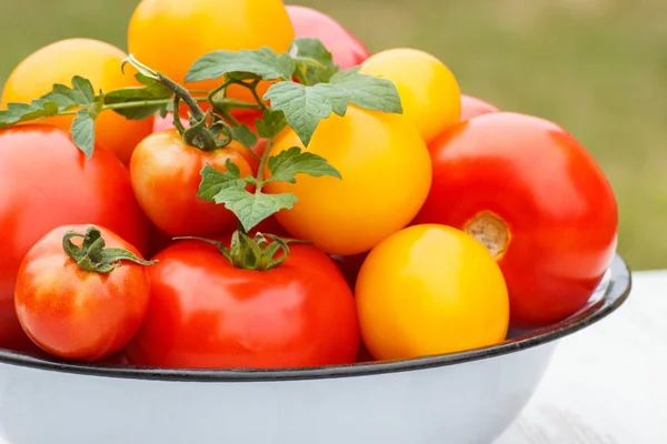 Tomates aux feuilles vertes dans un bol en métal dans le jardin le jour ensoleillé — Photo