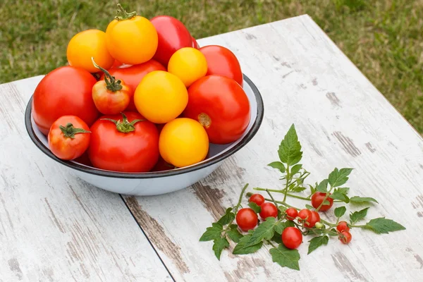 Tomates em tigela de metal e folhas verdes no jardim no dia ensolarado — Fotografia de Stock