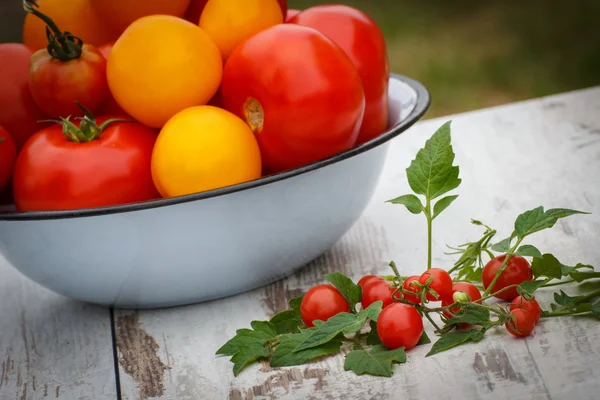 Tomatoes in metal bowl and green leaves in garden on sunny day — Stockfoto