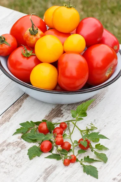 Tomatoes in metal bowl and green leaves in garden on sunny day — Zdjęcie stockowe