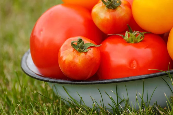晴れた日に庭で金属製のボウルにトマト — ストック写真