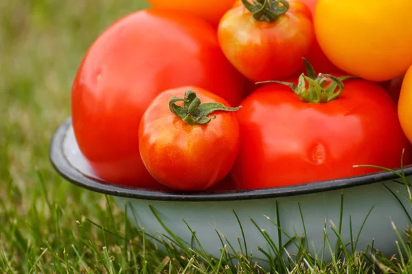 Tomatoes in metal bowl in garden on sunny day — Stock Photo, Image