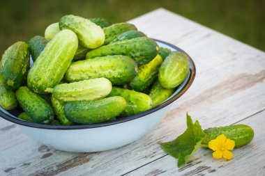 Güneşli Bahçe metal kapta salatalık