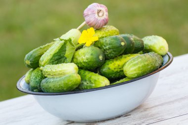 Salatalık ve güneşli Bahçe metal kapta sarımsak