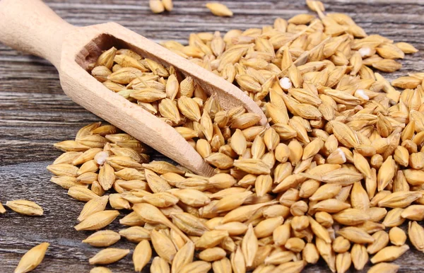 Grano de cebada con cuchara sobre fondo de madera — Foto de Stock