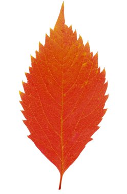 Beyaz üzerine kırmızı sonbahar yaprak