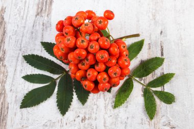 Demet yapraklarla rustik ahşap arka plan üzerinde kırmızı rowan