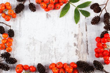 Rowan yaprakları ile ve kızılağaç koni ile kopya alanı için metin çerçevesi