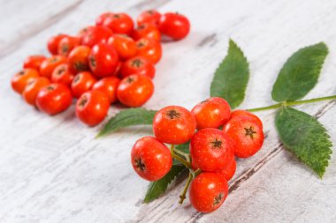 Demet yapraklarla rustik ahşap arka plan üzerinde kırmızı rowan