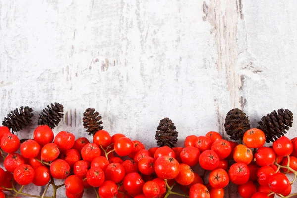 Red Rowan e amieiro cone com espaço de cópia para texto — Fotografia de Stock