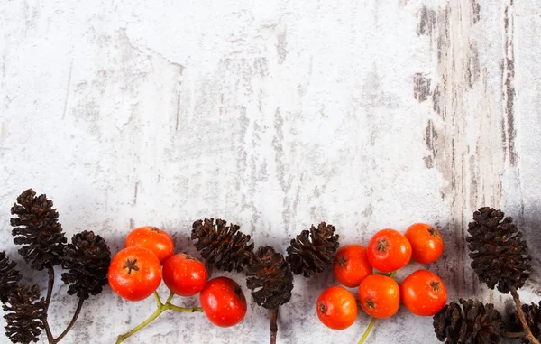 Red Rowan e amieiro cone com espaço de cópia para texto — Fotografia de Stock